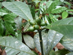 Psychotria varians