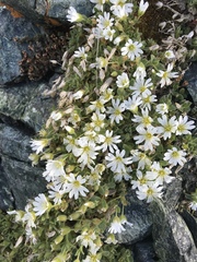 Cerastium latifolium
