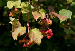 Viburnum opulus