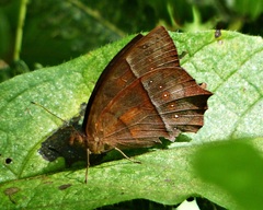 Taygetis rufomarginata