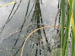 Pachydiplax longipennis