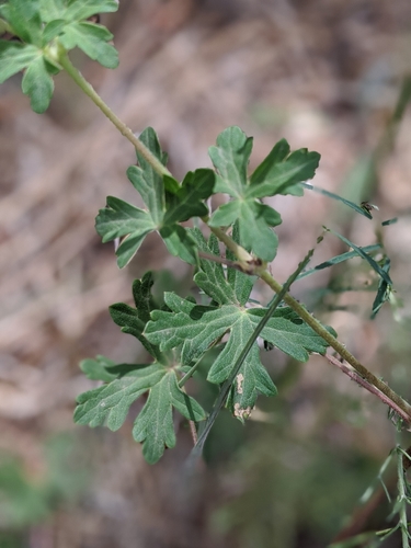 pinewoods geranium