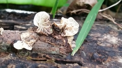 Campanella junghuhnii