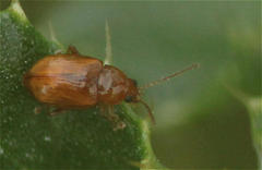 Neocrepidodera ferruginea