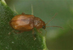Neocrepidodera ferruginea