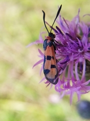 Zygaena laeta