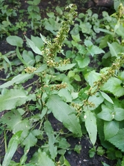 Rumex obtusifolius
