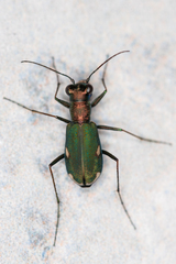 Cylindera germanica