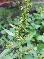 Rumex obtusifolius