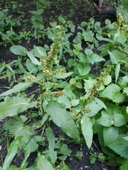 Rumex obtusifolius