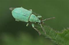 Phyllobius virideaeris