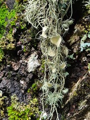 Usnea florida