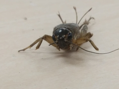 Gryllus assimilis
