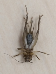 Gryllus assimilis