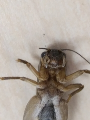 Gryllus assimilis