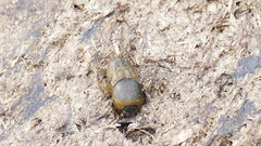 Euoniticellus fulvus