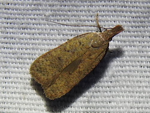 Georgia Dichomeris Moth photo 2