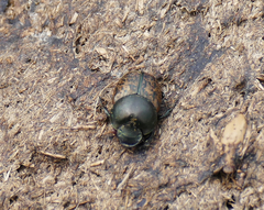 Onthophagus medius
