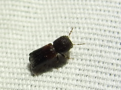 Xylobiops basilaris