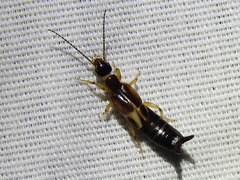 Forficuloidea