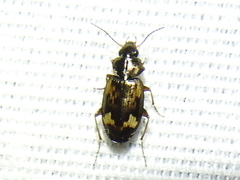 Tetragonoderus