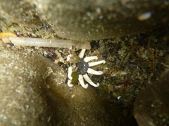 Halcampa decemtentaculata