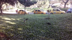 Phimosus infuscatus berlepschi