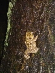 Rhinella marina
