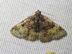 Metalectra quadrisignata