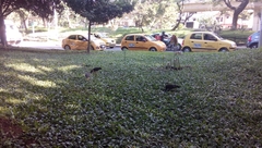 Phimosus infuscatus berlepschi