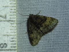 Metalectra quadrisignata