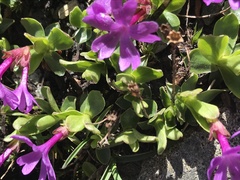 Primula integrifolia