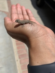 Sceloporus occidentalis