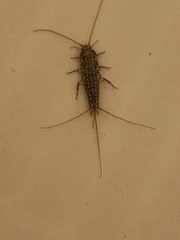 Ctenolepisma lineatum