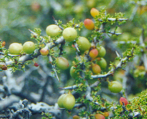 Condalia megacarpa