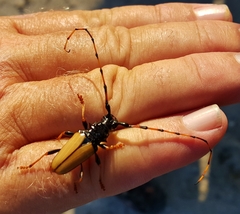 Dendrobias mandibularis reductus