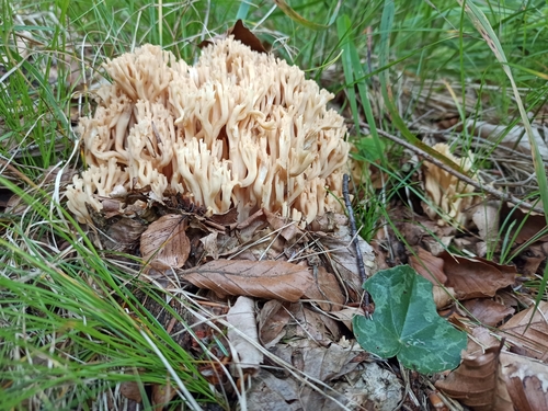 Ramaria mairei · iNaturalist United Kingdom