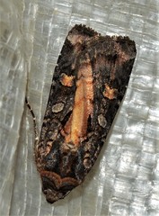 Actebia fennica