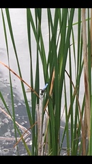 Pachydiplax longipennis