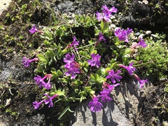 Primula integrifolia