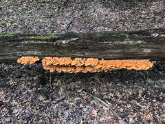 Laetiporus huroniensis