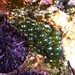 Derbesia marina - Photo (c) Alison Young, algunos derechos reservados (CC BY-NC), subido por Alison Young