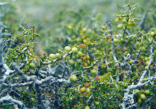 Condalia megacarpa