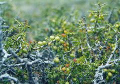 Condalia megacarpa