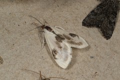 Cliniodes ostreonalis