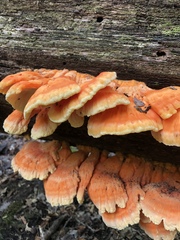 Laetiporus huroniensis