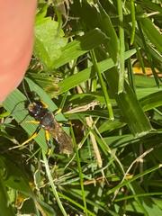 Sceliphron destillatorium