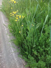 Pilosella piloselloides