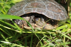 Mauremys leprosa leprosa