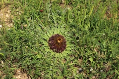 Carlina acaulis acaulis